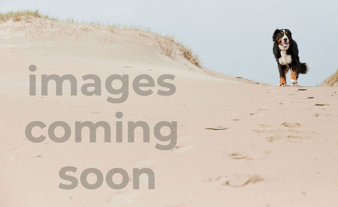 Oceanfront 4BR Cottage w/ Sunroom and co...