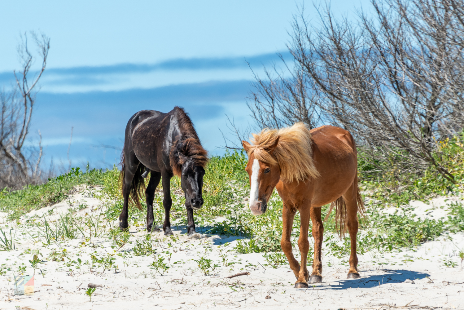 Shackleford Banks wild horses