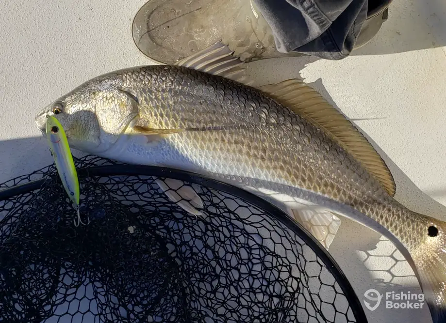 Carolina Flats Fishing charter image 4