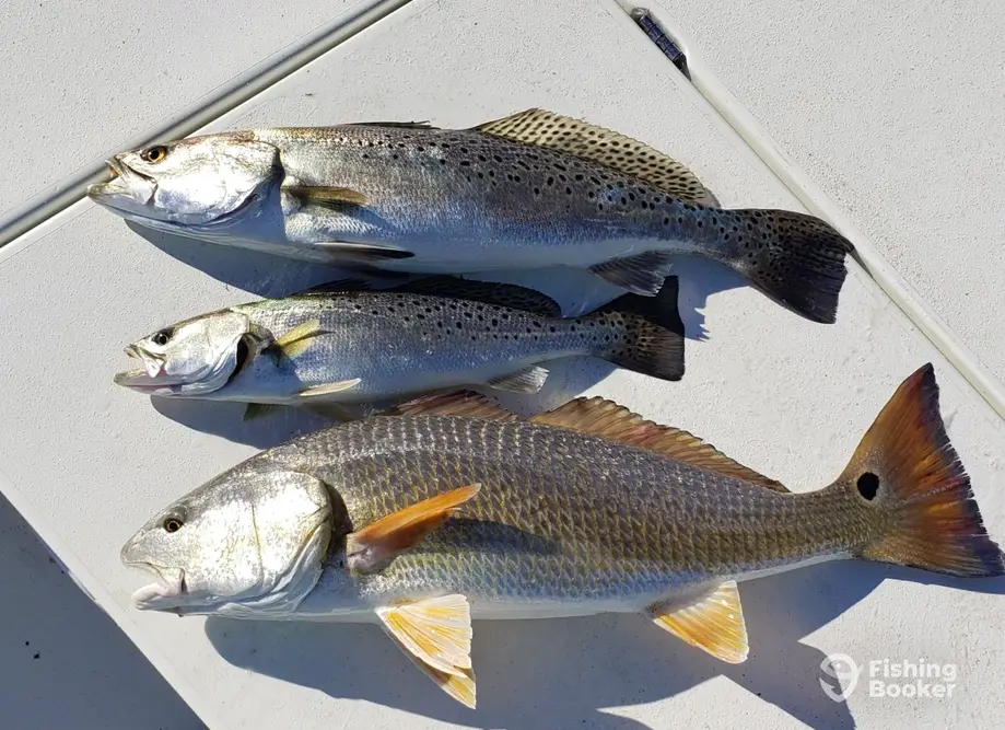 Carolina Flats Fishing charter image 5