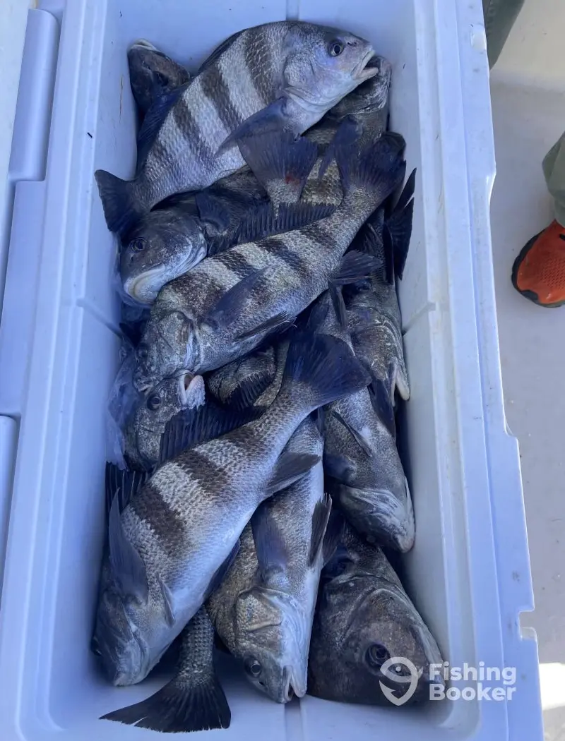 Inshore Addiction Charters charter image 6