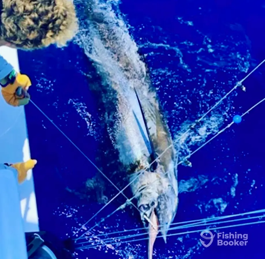 Teaser Sportfishing Charters charter image 2