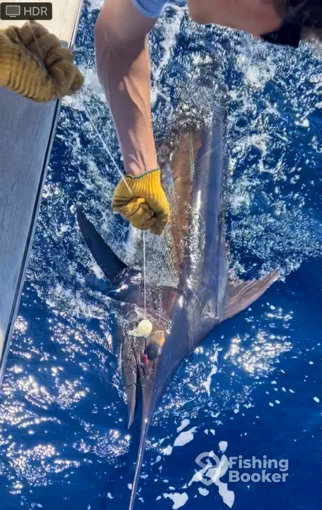 Teaser Sportfishing Charters charter image 3