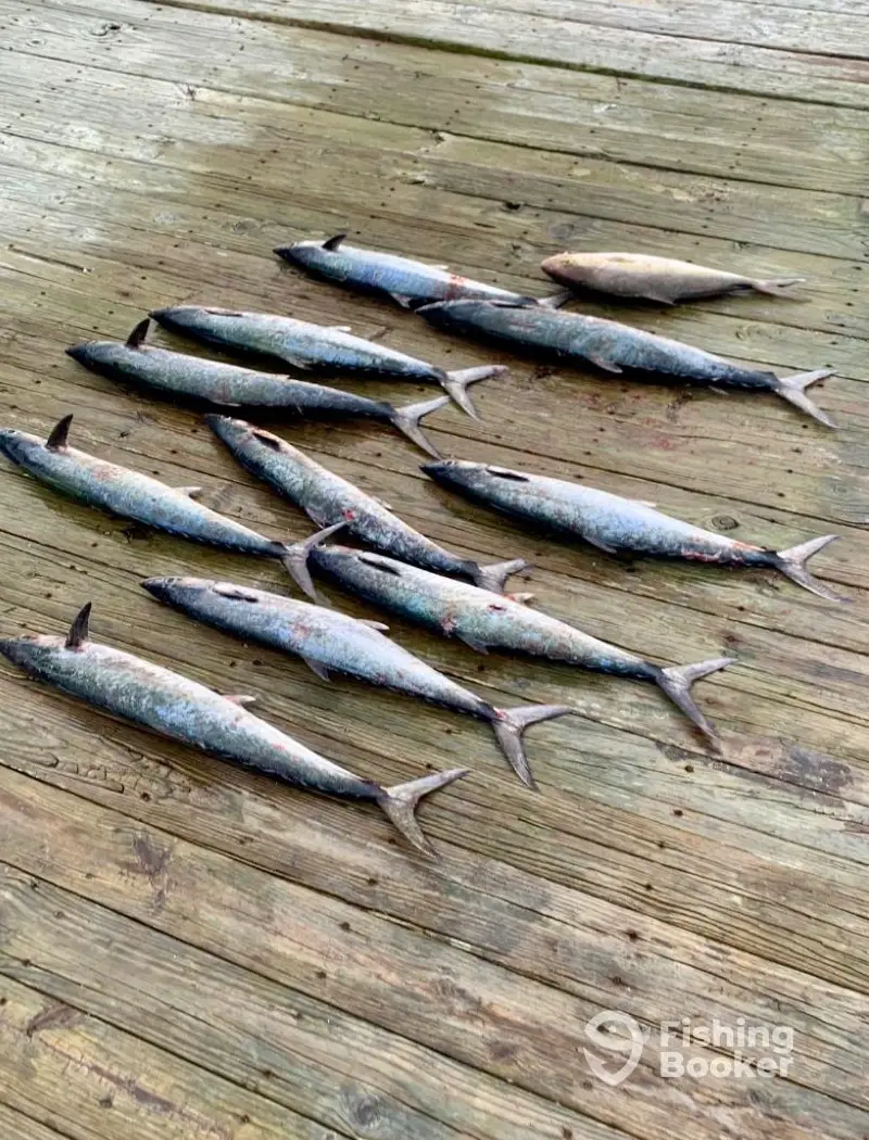 Teaser Sportfishing Charters charter image 4