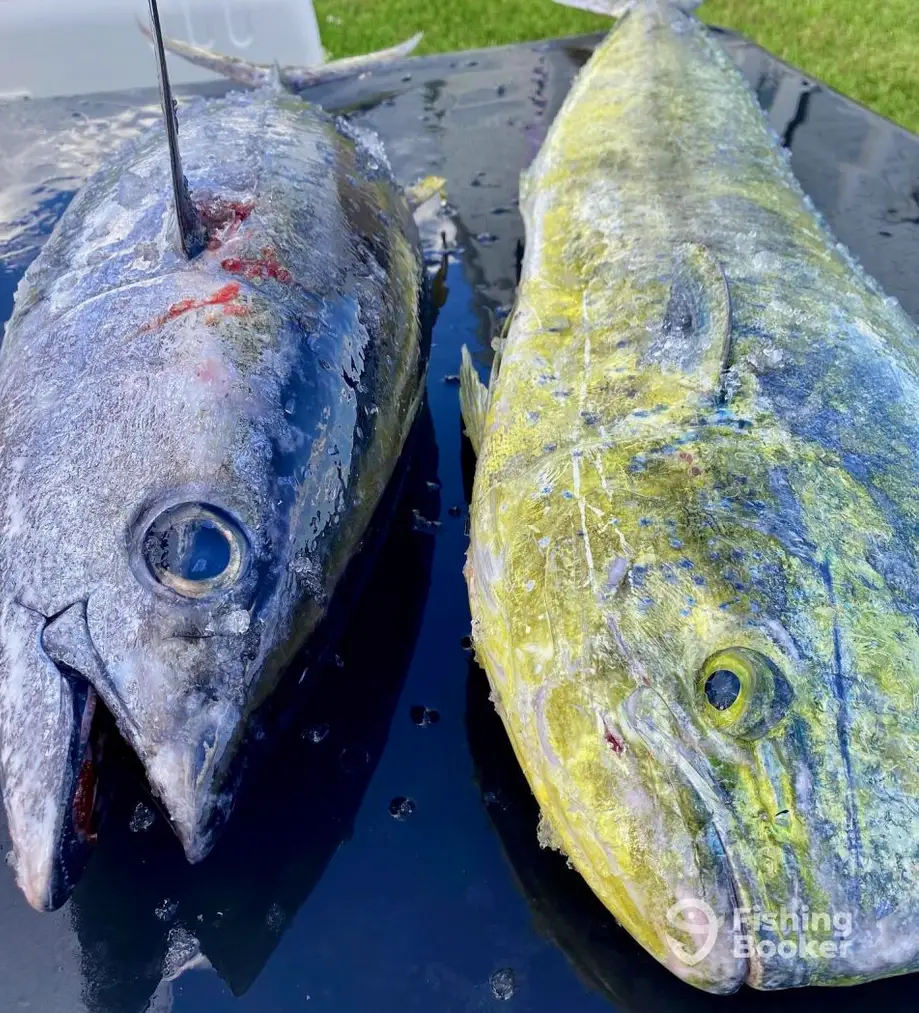 Teaser Sportfishing Charters charter image 5