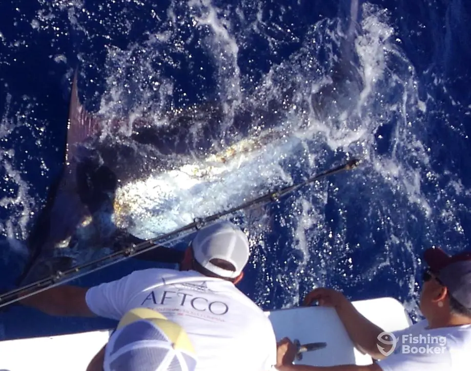 Sportfishing East Coast – North Carolina charter image 4