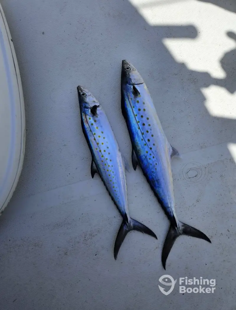 Tuna-tic Charters charter image 4